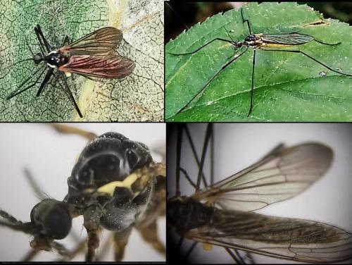 Chioneinae